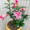 香的头像