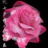 寻找完美的头像