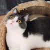 谁家的猫的头像