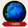 开心果的头像
