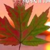枫叶的头像