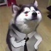 包子。的头像