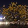 尒倣的头像