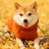 CRAYON_LEE的头像
