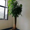 金菊花的头像
