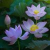 镜花水月的头像