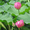 zhaoZT小娟的头像