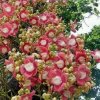 随缘的头像