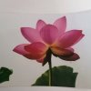 素颜（谢绝私信）的头像