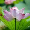 云端三族长/似水流年《不玩币》的头像