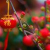 踏雪寻梅(拒礼勿回访)的头像