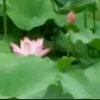 幸福相伴的头像