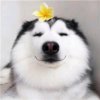 苏璟的头像