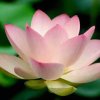无问芳华的头像