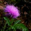 紫色蒲公英的头像