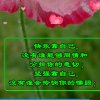 阳光明眉飞翔41徒的头像