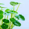 娜皇幻影菊花魂的头像