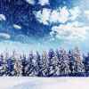 满天飞雪的头像