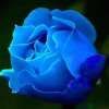 蓝玫的头像