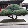 春秋的头像