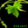 歌帝雅《绿叶》的头像