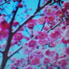 腊梅芬芳的头像