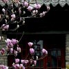 芳菲的头像