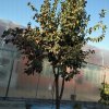 菏塘藕香知非的头像