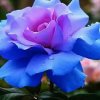 丁香花的头像