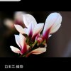 玉兰花开的头像