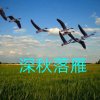 深秋落雁的头像
