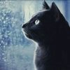 三脚猫的头像