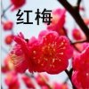 笑口常开的头像
