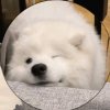 文无的头像