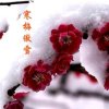 雪中寒梅的头像