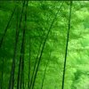 心旷神怡的头像