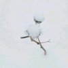 听雪的头像