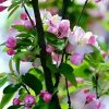 春暖花开（英子）的头像