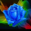 蓝玫瑰的头像