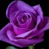 紫玫瑰的头像