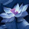 向往的头像