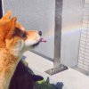 山水如画的头像