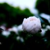 梅＊傲雪的头像