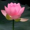 开心果的头像