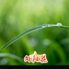 朗读者向阳花（精英团队）的头像