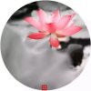 风的呼唤的头像