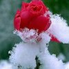傲雪的头像