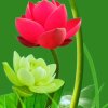 小雨的头像