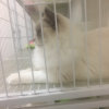 小雨猫舍：布偶，金渐层的头像