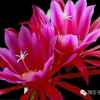 春暖花开的头像